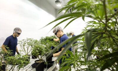 Canopy Growth surges as Germany decriminalizes cannabis