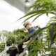 Canopy Growth surges as Germany decriminalizes cannabis