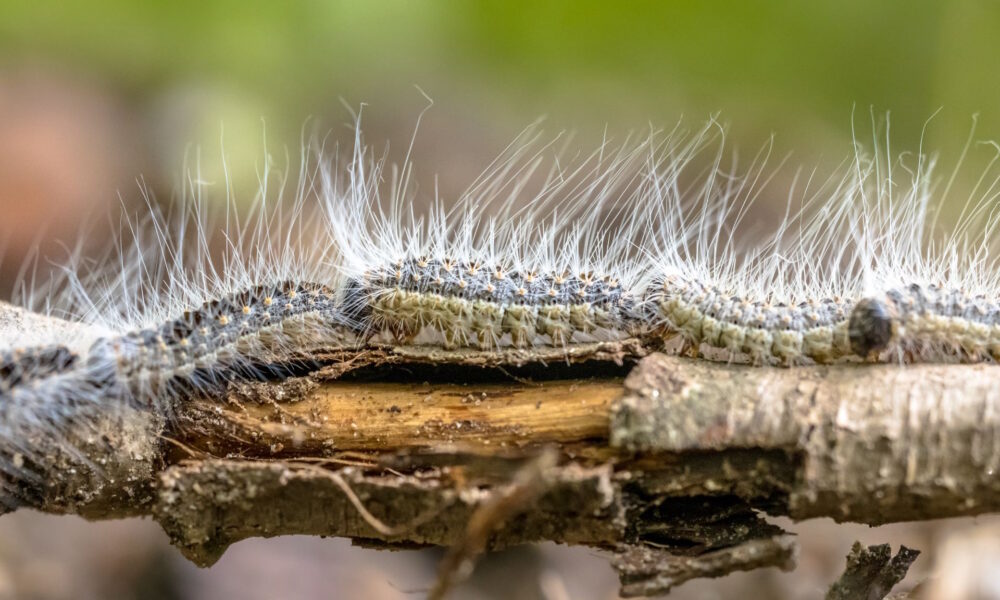 Oak processionary moth caterpillars. This species is a non-native pest of woodlands. Picture: Adobe Stock.