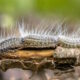 Oak processionary moth caterpillars. This species is a non-native pest of woodlands. Picture: Adobe Stock.