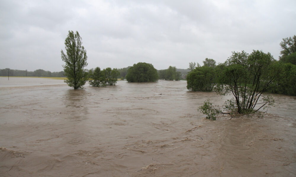 Flood water with trees