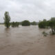 Flood water with trees