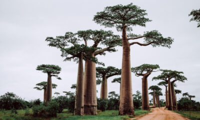 Zimbabwe could cash in on growing interest in baobab powder