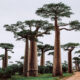 Zimbabwe could cash in on growing interest in baobab powder