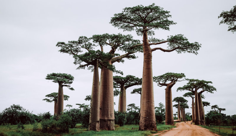 Zimbabwe could cash in on growing interest in baobab powder