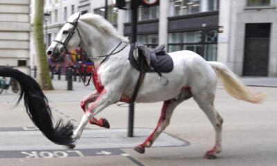 British Army says horses that bolted and ran loose in central London continue 'to be cared for'