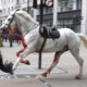 British Army says horses that bolted and ran loose in central London continue 'to be cared for'