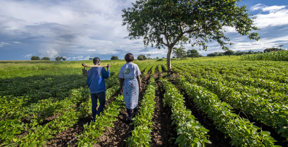 From goat meat to strawberries, entrepreneurs seizing opportunities