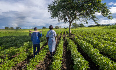 From goat meat to strawberries, entrepreneurs seizing opportunities