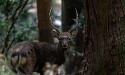 How Sika Deer's Overpopulation Led To Forest Decline in Kyushu