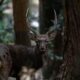 How Sika Deer's Overpopulation Led To Forest Decline in Kyushu