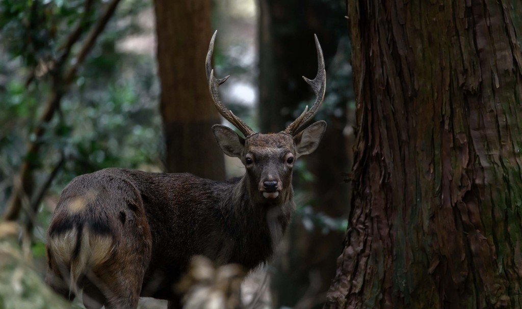 How Sika Deer's Overpopulation Led To Forest Decline in Kyushu