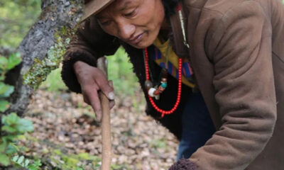 Wildfire destroys prized mushrooms, income source for Tibetans — Radio Free Asia