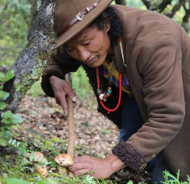 Wildfire destroys prized mushrooms, income source for Tibetans — Radio Free Asia