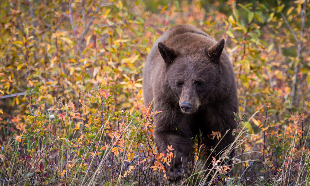 Bear meat kebabs at a family reunion lead to rare outbreak of roundworm disease