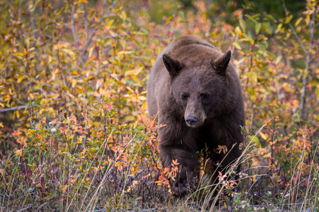 Bear meat kebabs at a family reunion lead to rare outbreak of roundworm disease