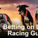 Betting on Dog Racing Guide