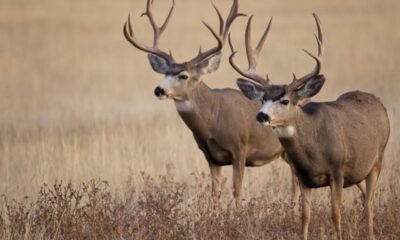 California Poaching Ring Charged with Killing Dozens of Deer at Night in Residential Areas