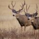 California Poaching Ring Charged with Killing Dozens of Deer at Night in Residential Areas