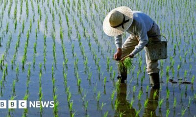 How crops are being disaster-proofed