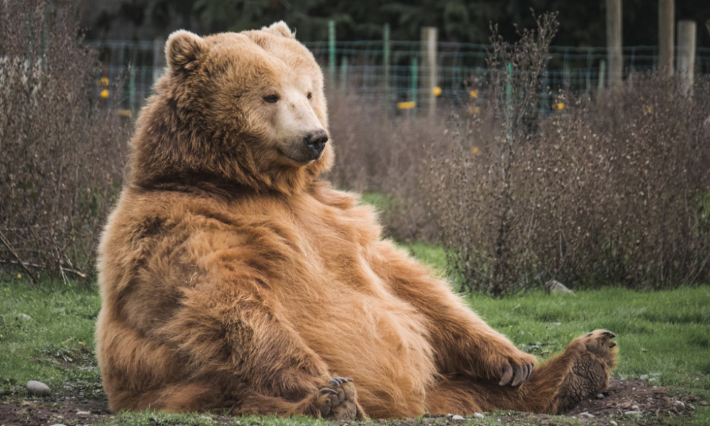 Man or Bear: What Evolutionary Science Can Tell Us About Male Violence and How to Stay Safe