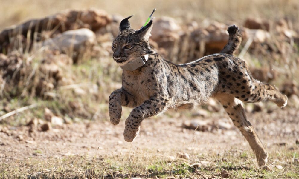 Spain's endangered Iberian lynx population doubles in three years