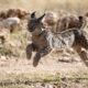 Spain's endangered Iberian lynx population doubles in three years