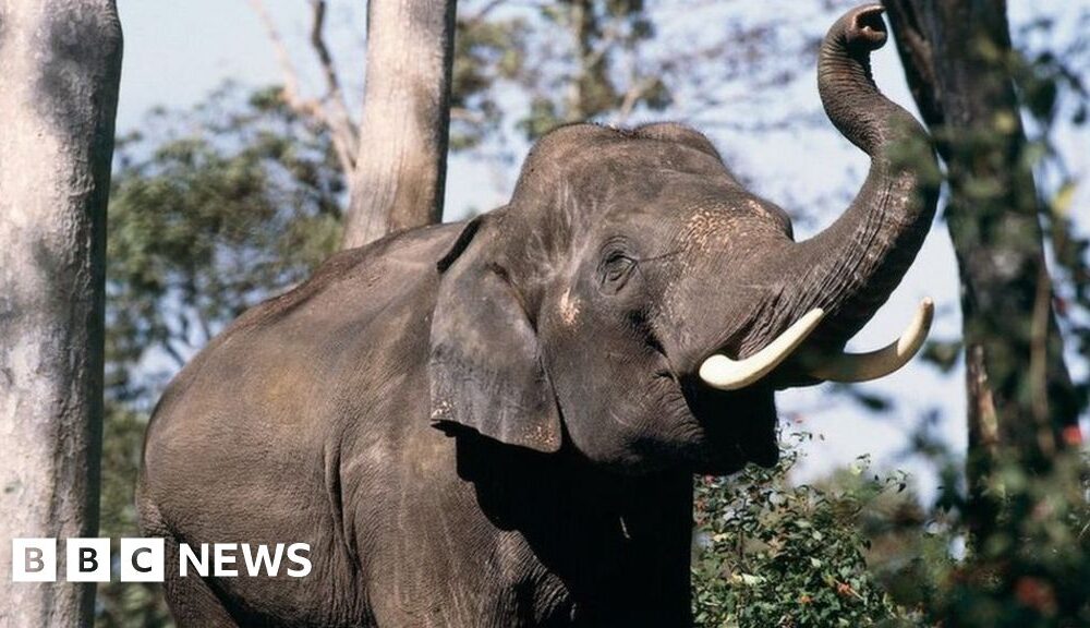 Tamil Nadu: These elephants are dying on rail tracks - can AI save them?