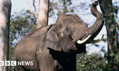 Tamil Nadu: These elephants are dying on rail tracks - can AI save them?