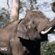 Tamil Nadu: These elephants are dying on rail tracks - can AI save them?