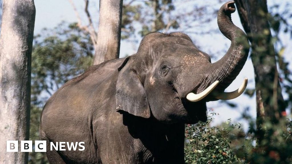 Tamil Nadu: These elephants are dying on rail tracks - can AI save them?