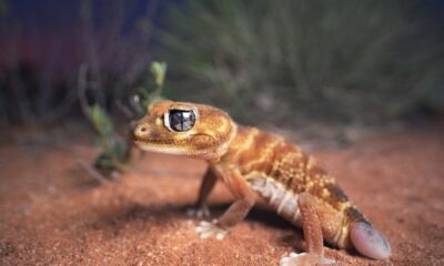 Tiny, light-brown lizard sparks massive clash between environmentalists and oil giants