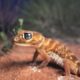 Tiny, light-brown lizard sparks massive clash between environmentalists and oil giants