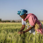 African Development Bank Group, Ethiopia launch $94 million project to boost Climate Resilient Wheat Value Chain Development in Ethiopia