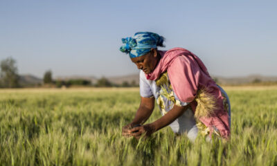 African Development Bank Group, Ethiopia launch $94 million project to boost Climate Resilient Wheat Value Chain Development in Ethiopia