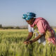 African Development Bank Group, Ethiopia launch $94 million project to boost Climate Resilient Wheat Value Chain Development in Ethiopia