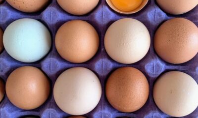 Are eggs good for kids? - CHOC