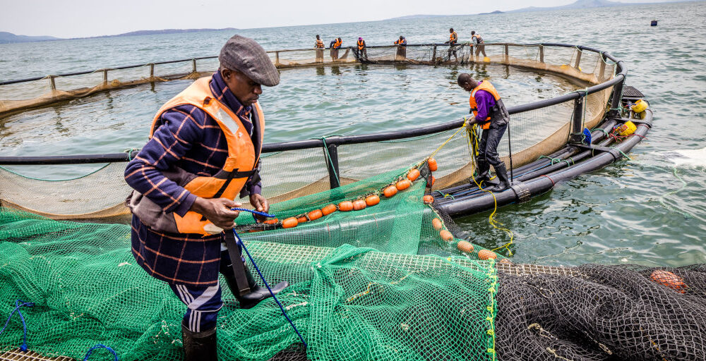 Boom ahead for African fish farming amid surging protein demand