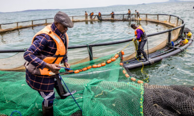 Boom ahead for African fish farming amid surging protein demand