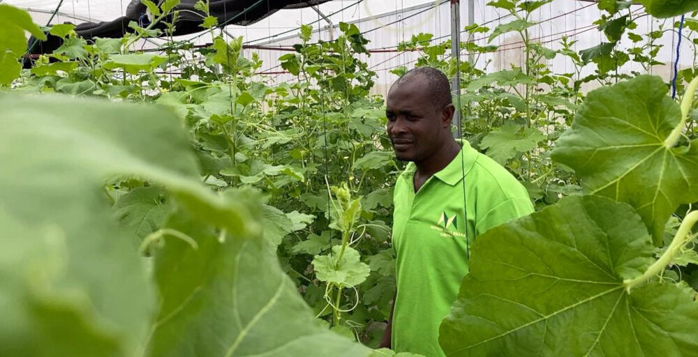 Cashing in on Africa's agriculture opportunities