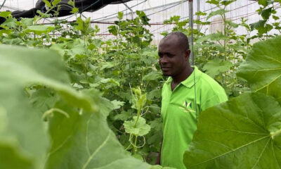 Cashing in on Africa's agriculture opportunities