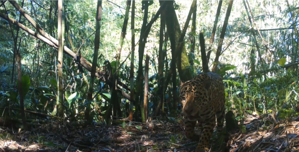 Jaguar recorded by camera trap in Serra do Mar (Serra do Mar Large Mammals Program courtesy)