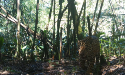 Jaguar recorded by camera trap in Serra do Mar (Serra do Mar Large Mammals Program courtesy)