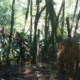 Jaguar recorded by camera trap in Serra do Mar (Serra do Mar Large Mammals Program courtesy)