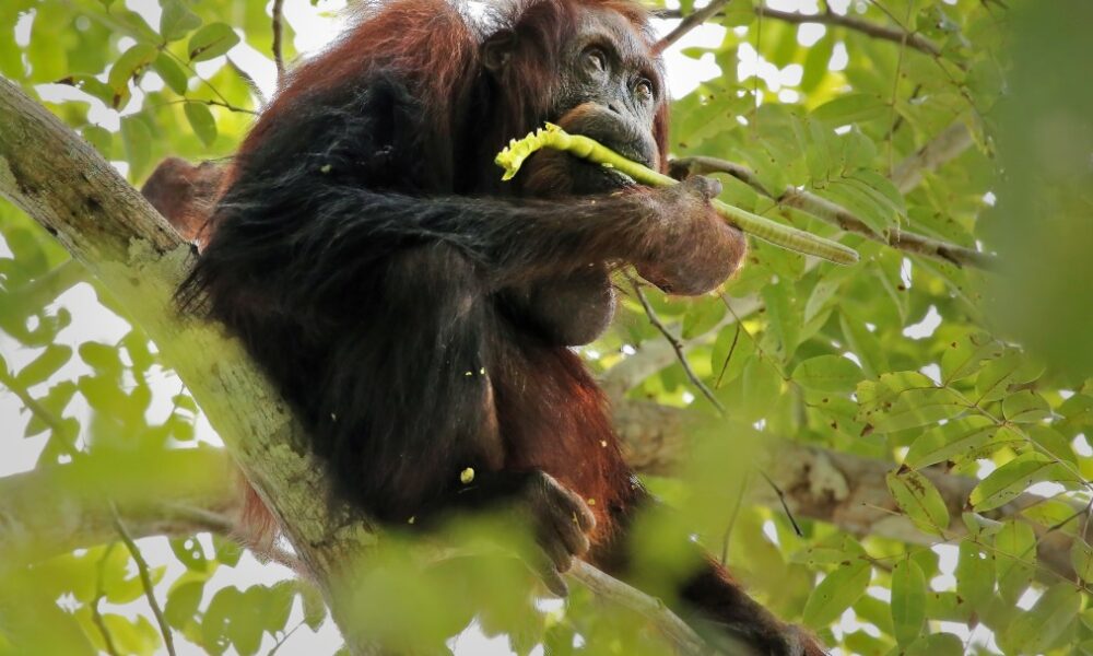 Self-Medicating Orangutan Seen In Indonesia