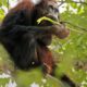 Self-Medicating Orangutan Seen In Indonesia