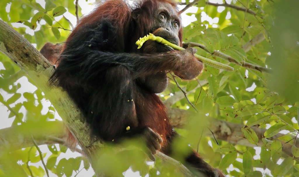 Self-Medicating Orangutan Seen In Indonesia