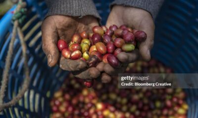 guatemala-coffee-under-threat