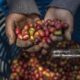 guatemala-coffee-under-threat