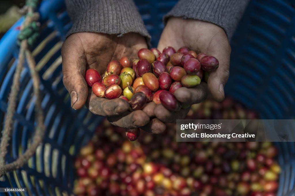 guatemala-coffee-under-threat